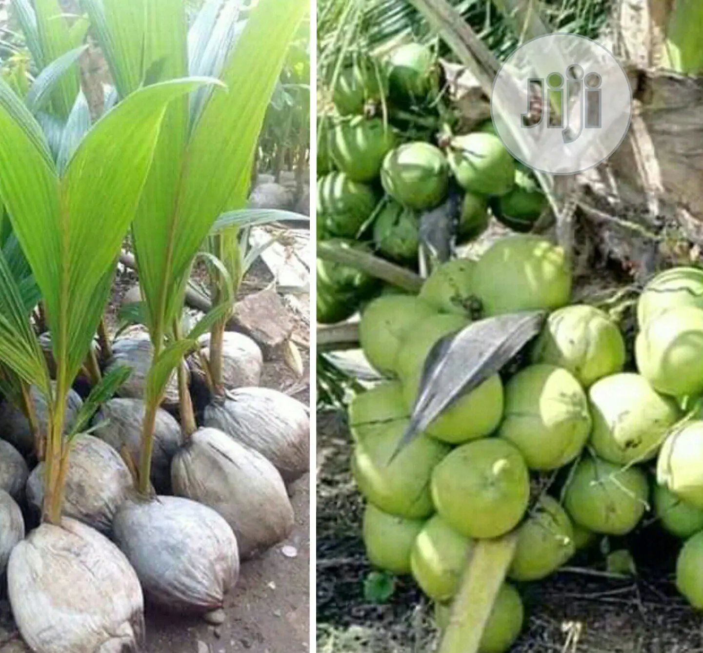 Hybrid Dwarf Coconut Seedlings