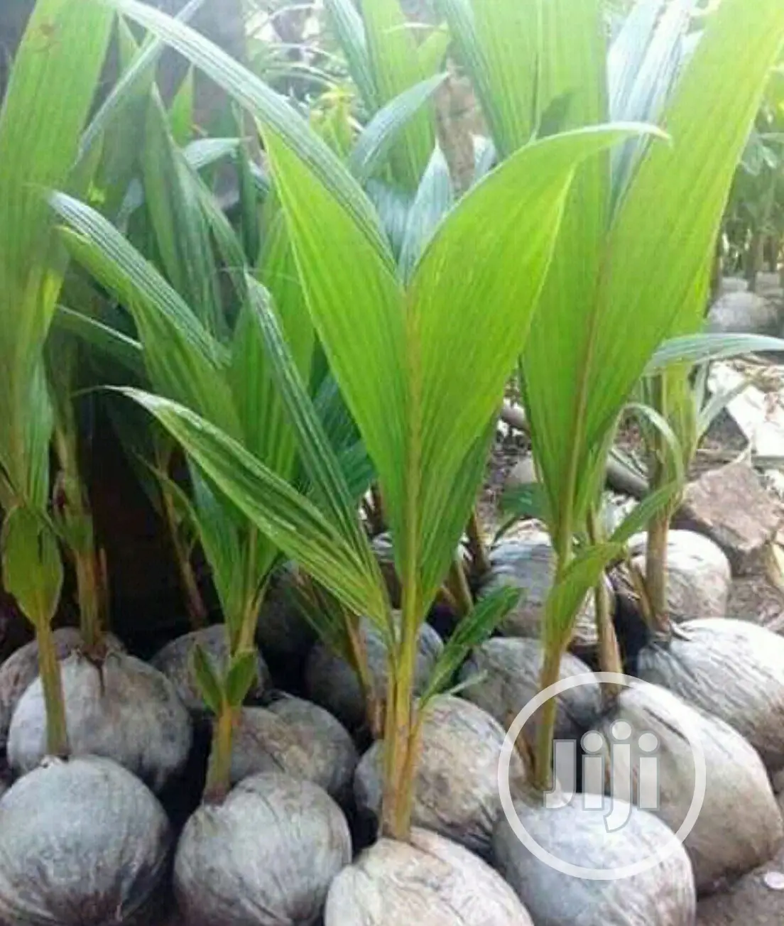 Hybrid Dwarf Coconut Seedlings
