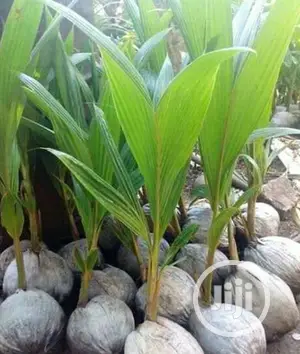 Hybrid Dwarf Coconut Seedlings