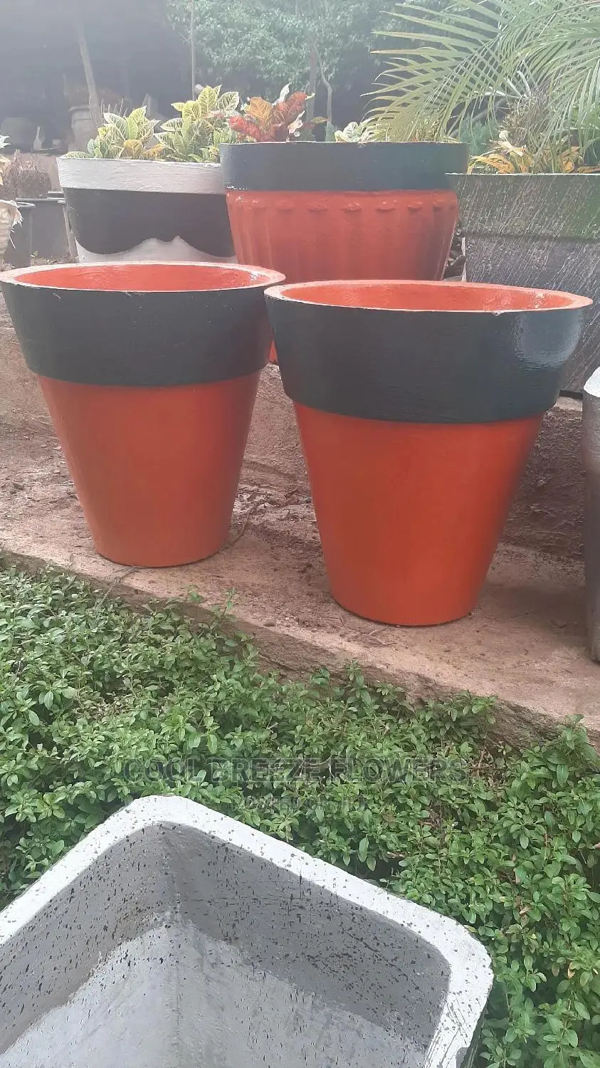 Quality Poted Flowers Available at Affordable Prices