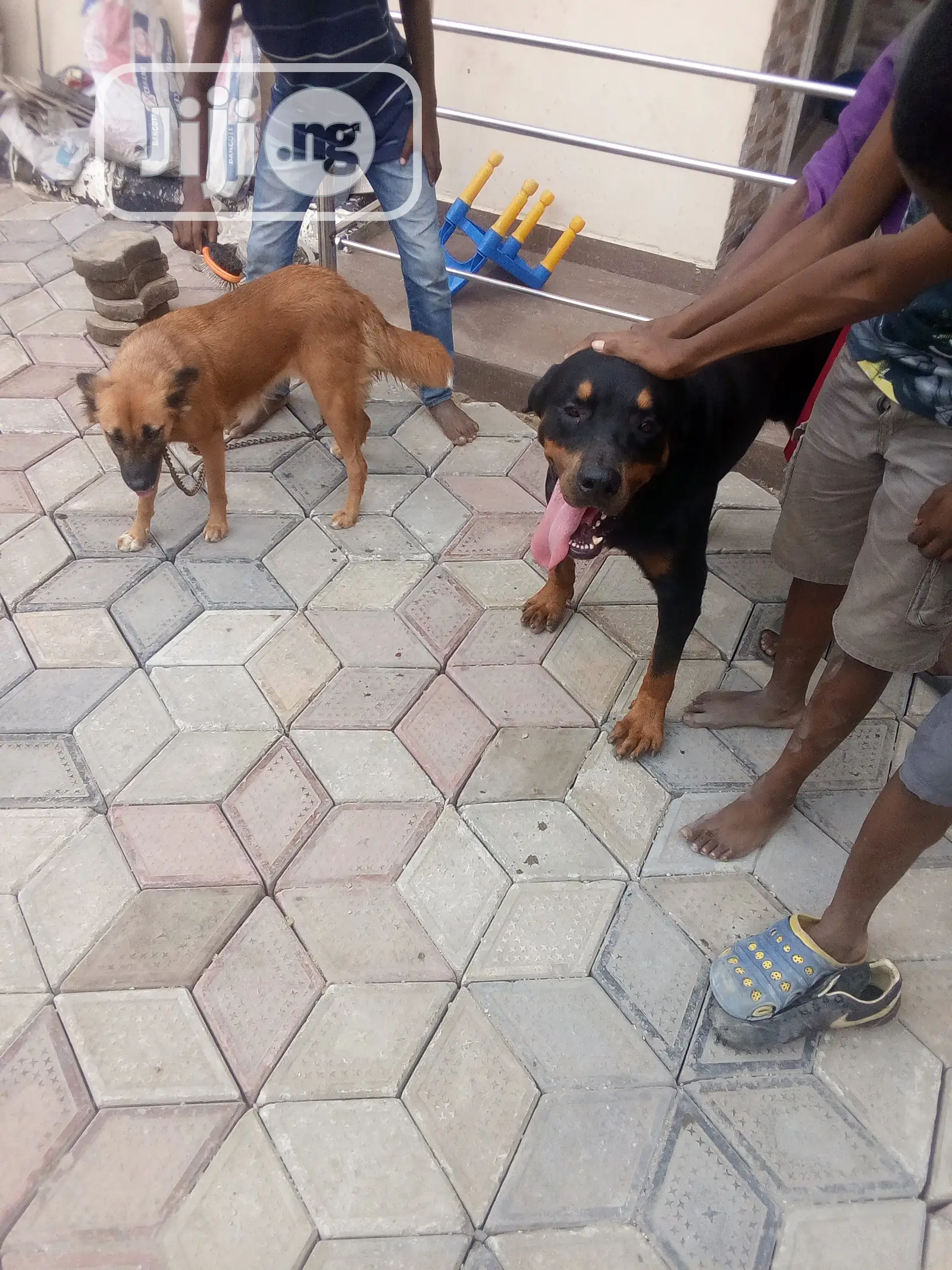 Animal Boarding Services