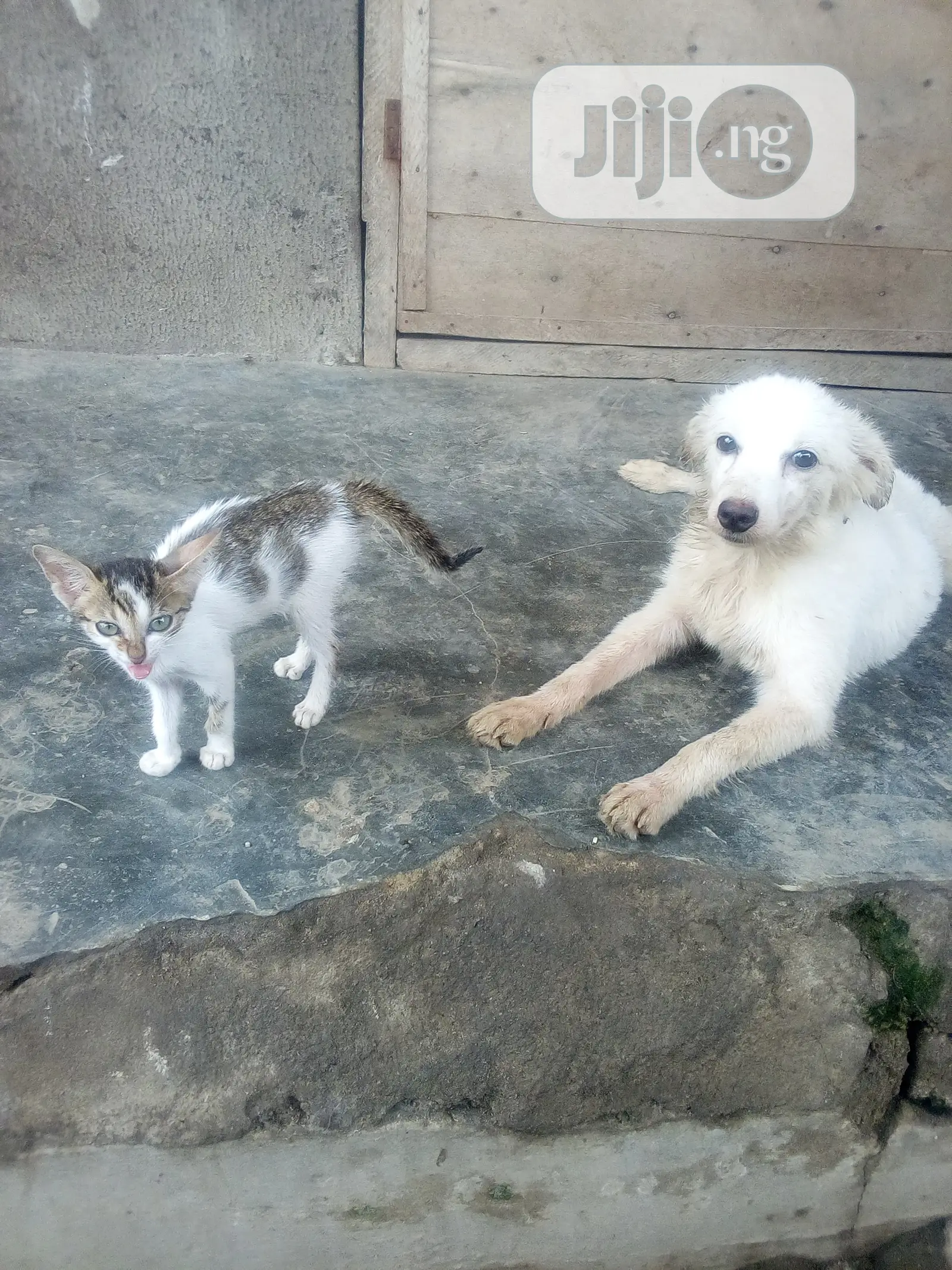 Animal Boarding Services