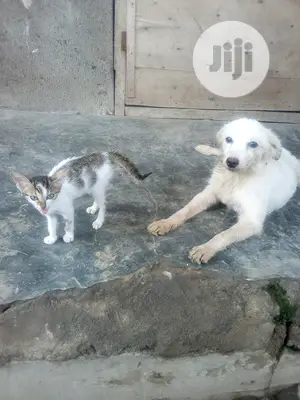 Animal Boarding Services
