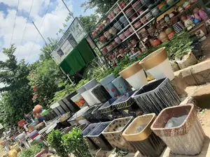 Poted Plants To Purify The Air