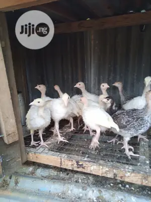 Six Weeks Turkeys Available For Sale