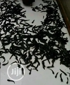 Catfish Fingerlings and Juveniles Available for Sale