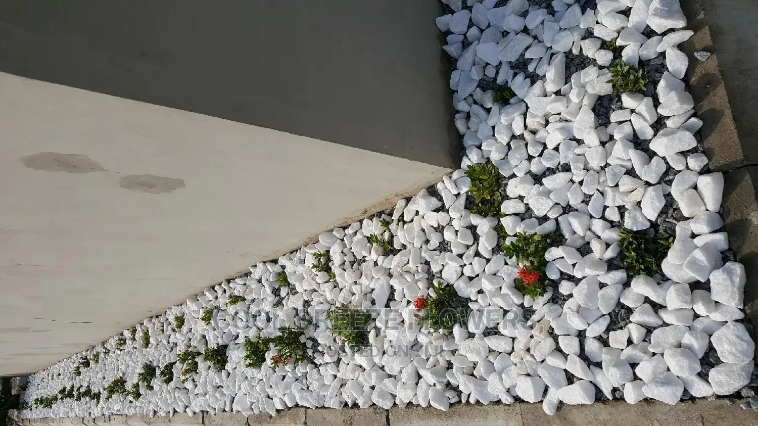 Nice Plants For Air Purifier