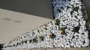 Nice Plants For Air Purifier