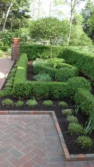 Nice Plants For Air Purifier