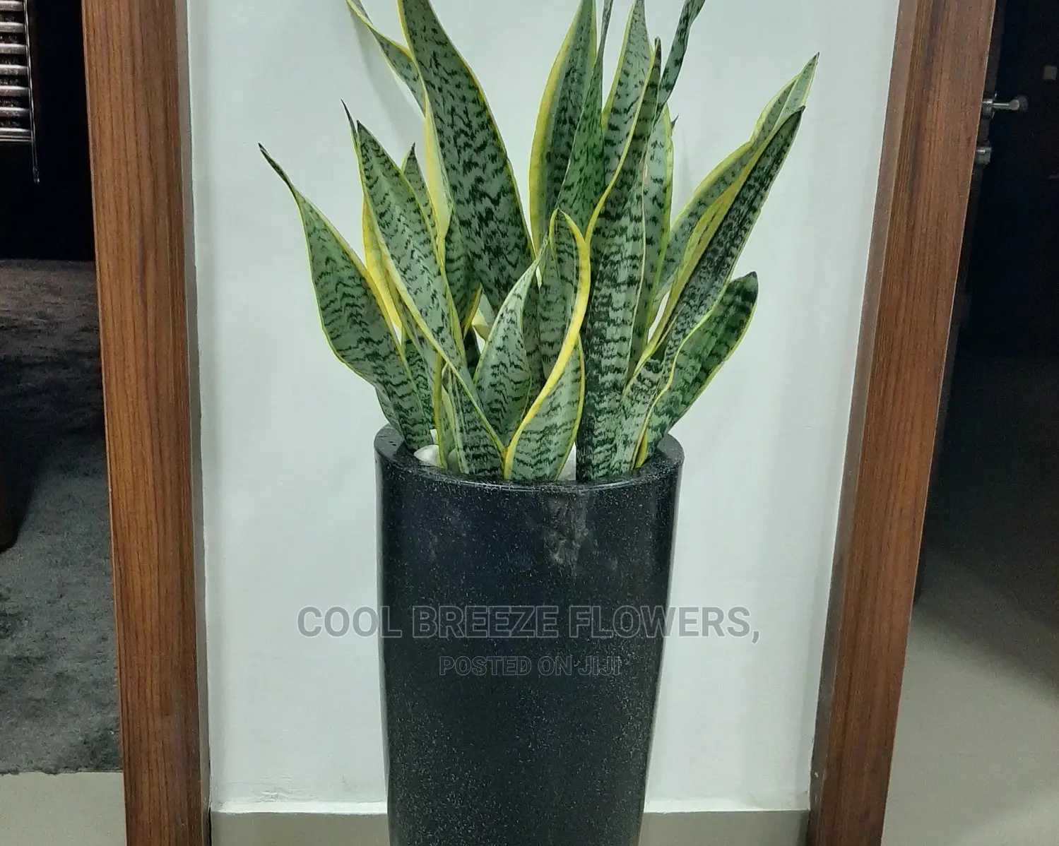 Nice Plants For Air Purifier