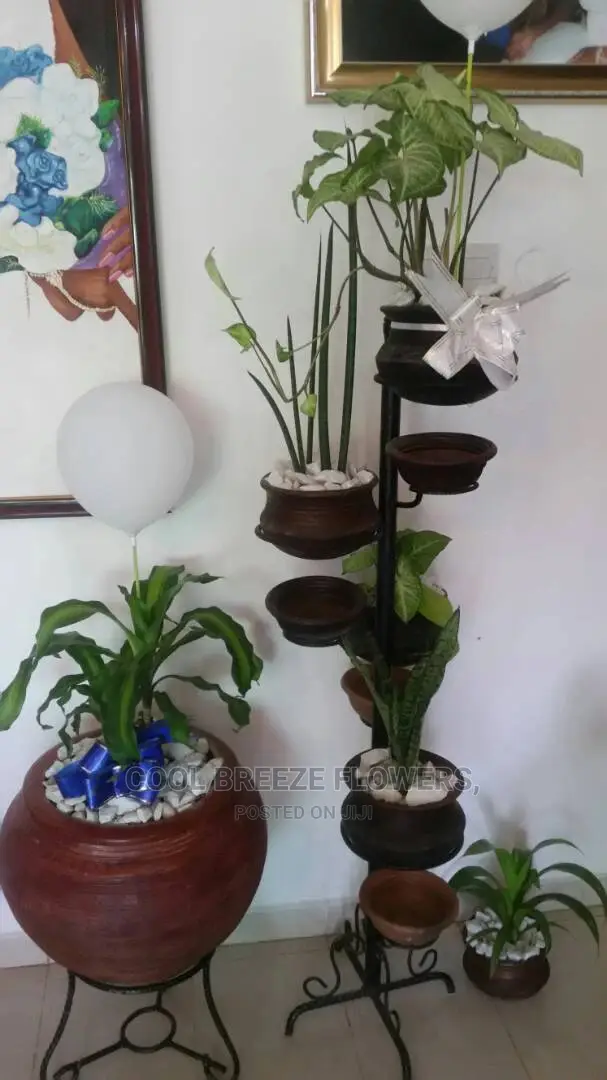 Nice Plants For Air Purifier