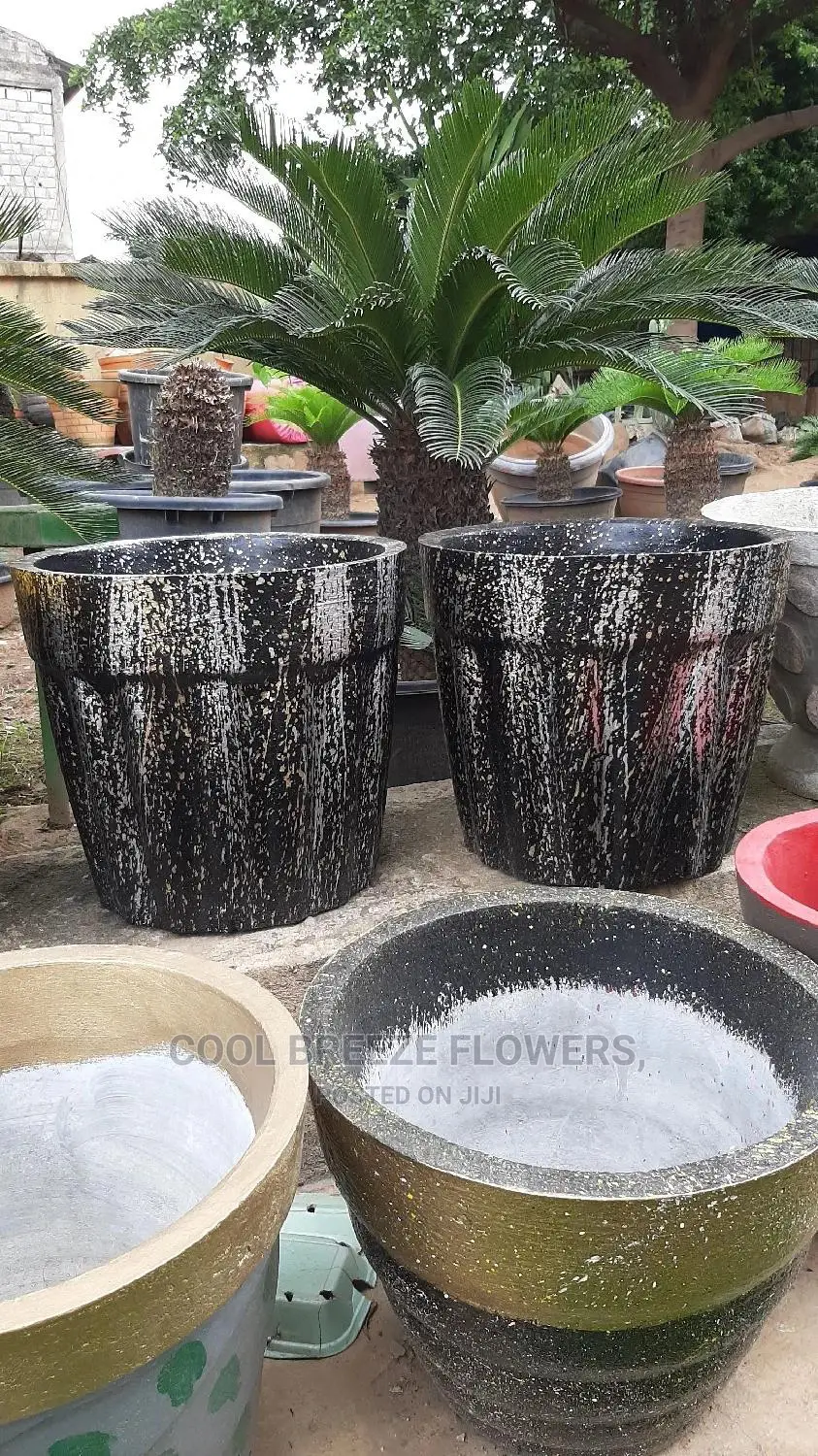 Air Purifying Plants