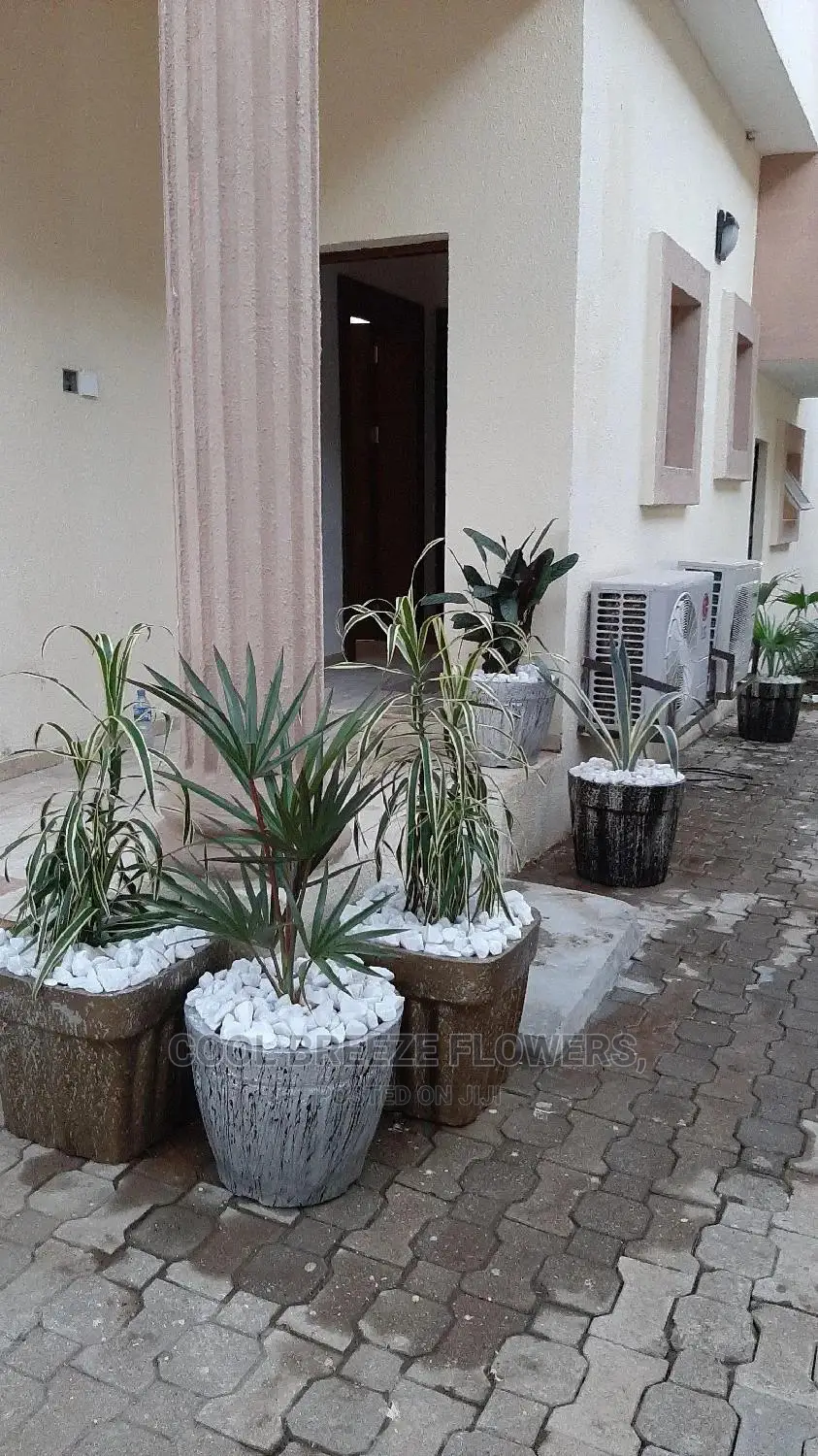 Air Purifying Plants