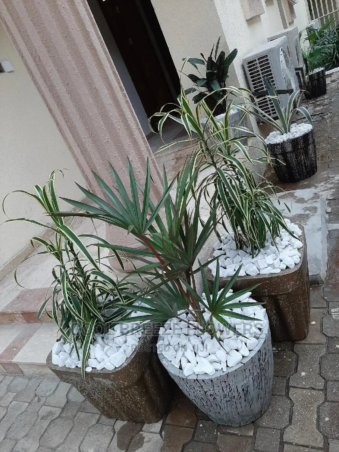 Air Purifying Plants