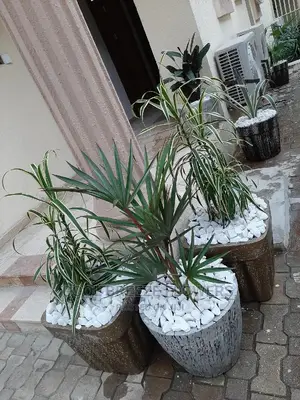 Air Purifying Plants