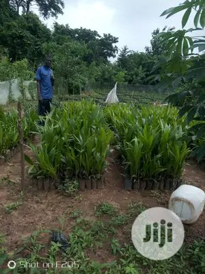 Palms Seedlings