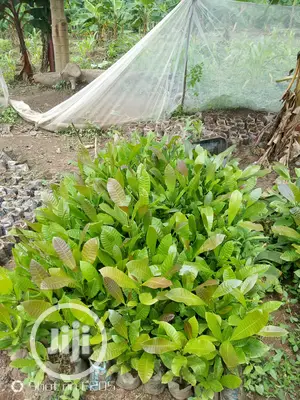 Cashews Seedlings