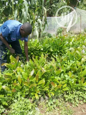 Cashews Seedlings