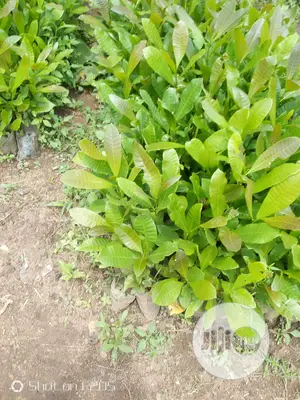 Cashews Seedlings