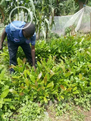 Cashews Seedlings