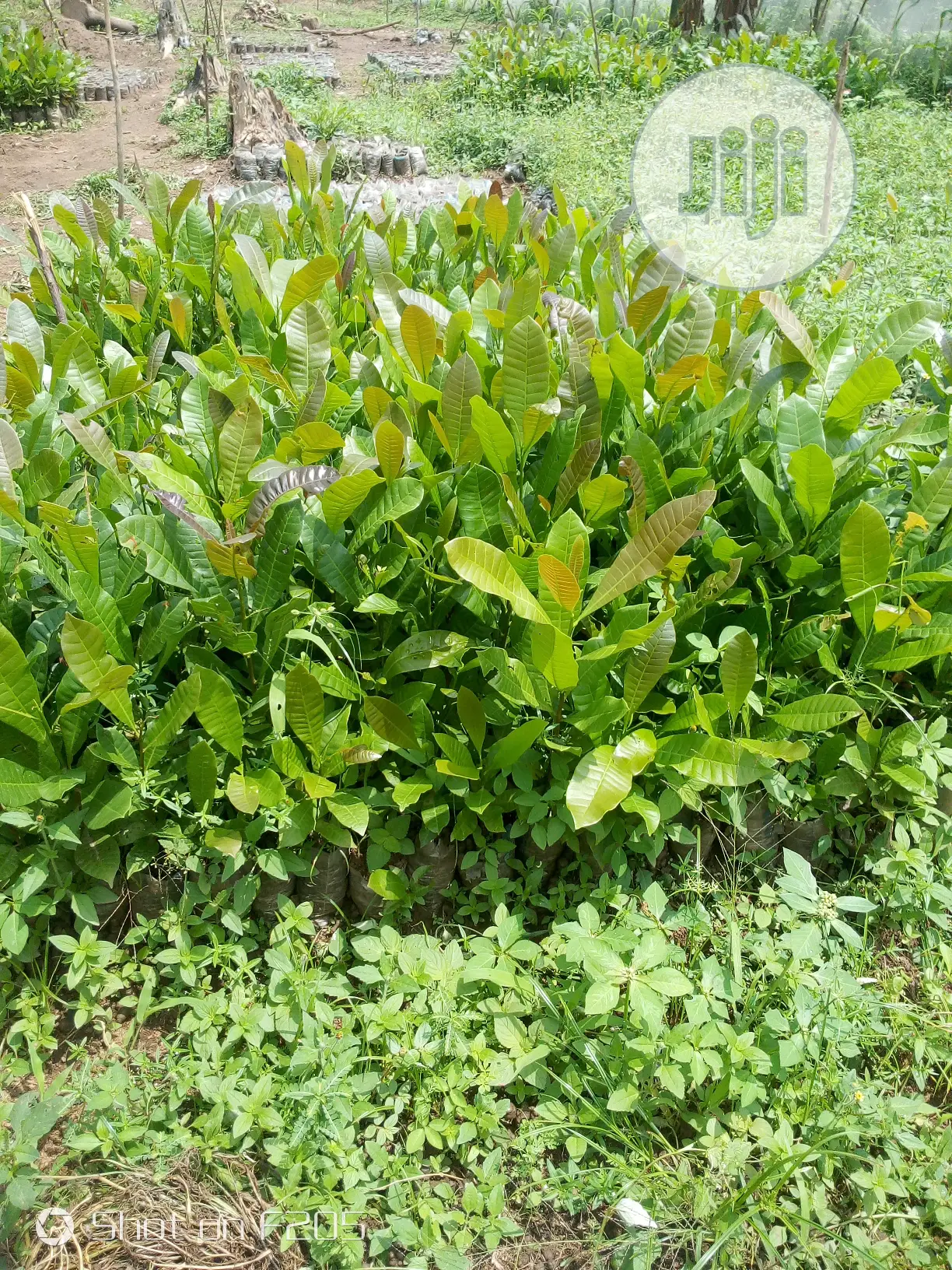 Cashews Seedlings