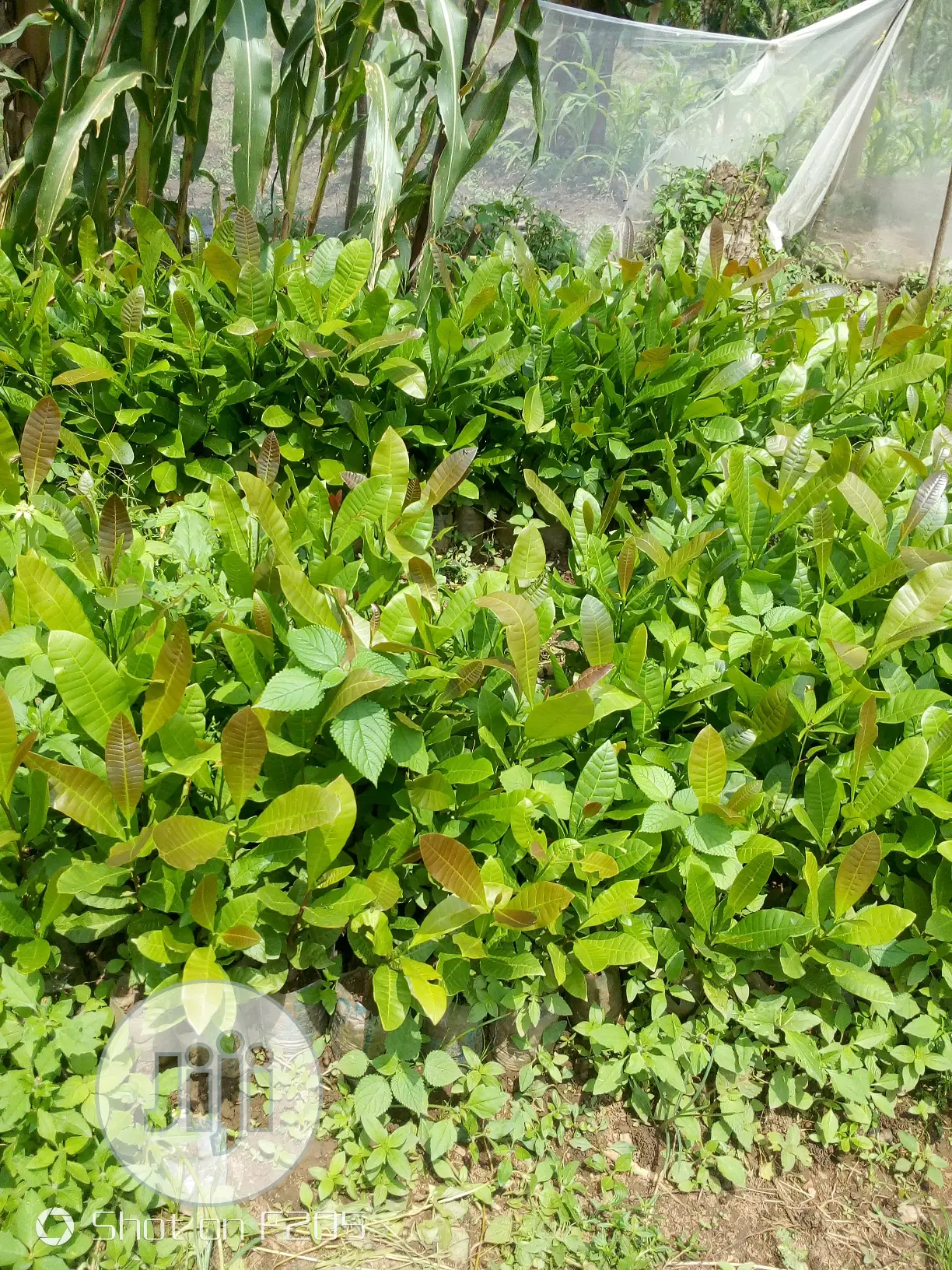 Cashews Seedlings