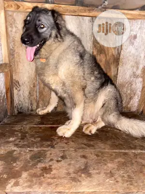 6-12 months Female Purebred Caucasian Shepherd