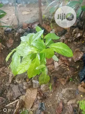 Hybrid Avocado Pear