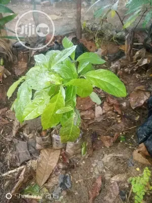 Hybrid Avocado Pear