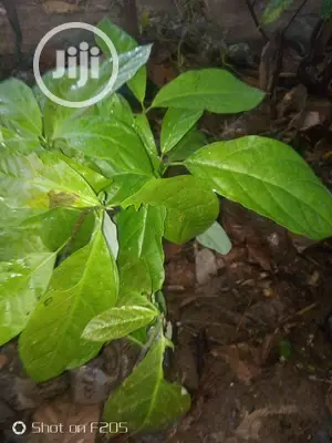 Hybrid Avocado Pear