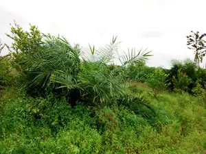 This Lands Is Gazetted at Dangote Refinery Industry Roads