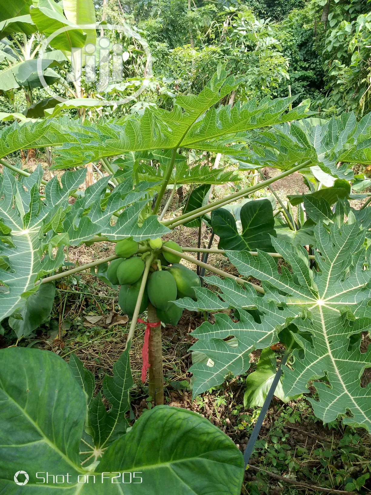 Dwarf Pawpaw Australia Seedlings