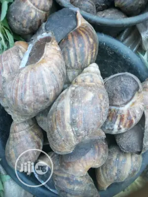 Medium Jumbo Snails