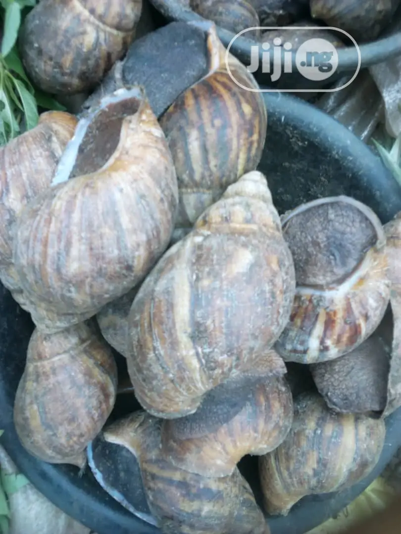 Medium Jumbo Snails