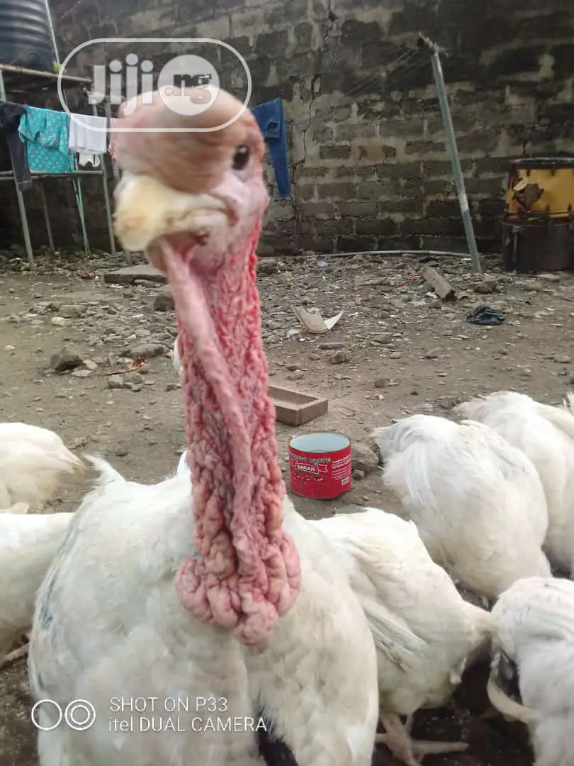 Very Big Celebration Turkeys