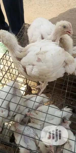 Broiler 4wks