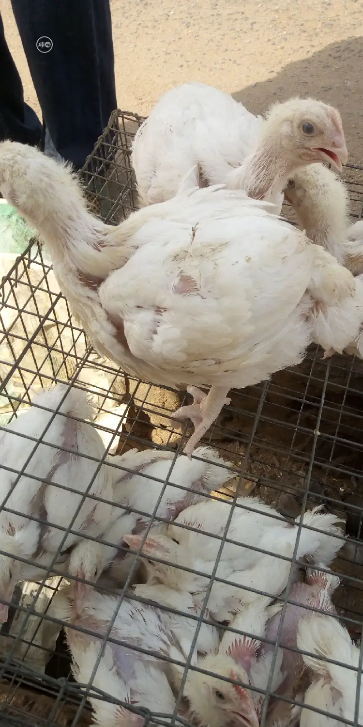 Broiler 4wks