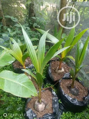 Hybrid Coconut Seedlings
