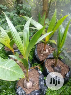 Hybrid Coconut Seedlings