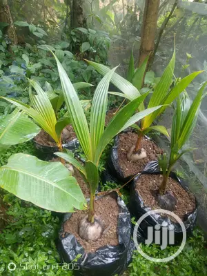 Hybrid Coconut Seedlings
