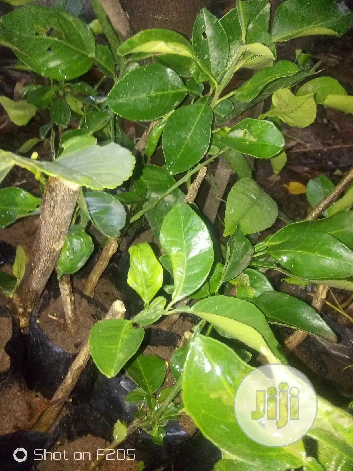 Budded Sweet Orange Seedlings
