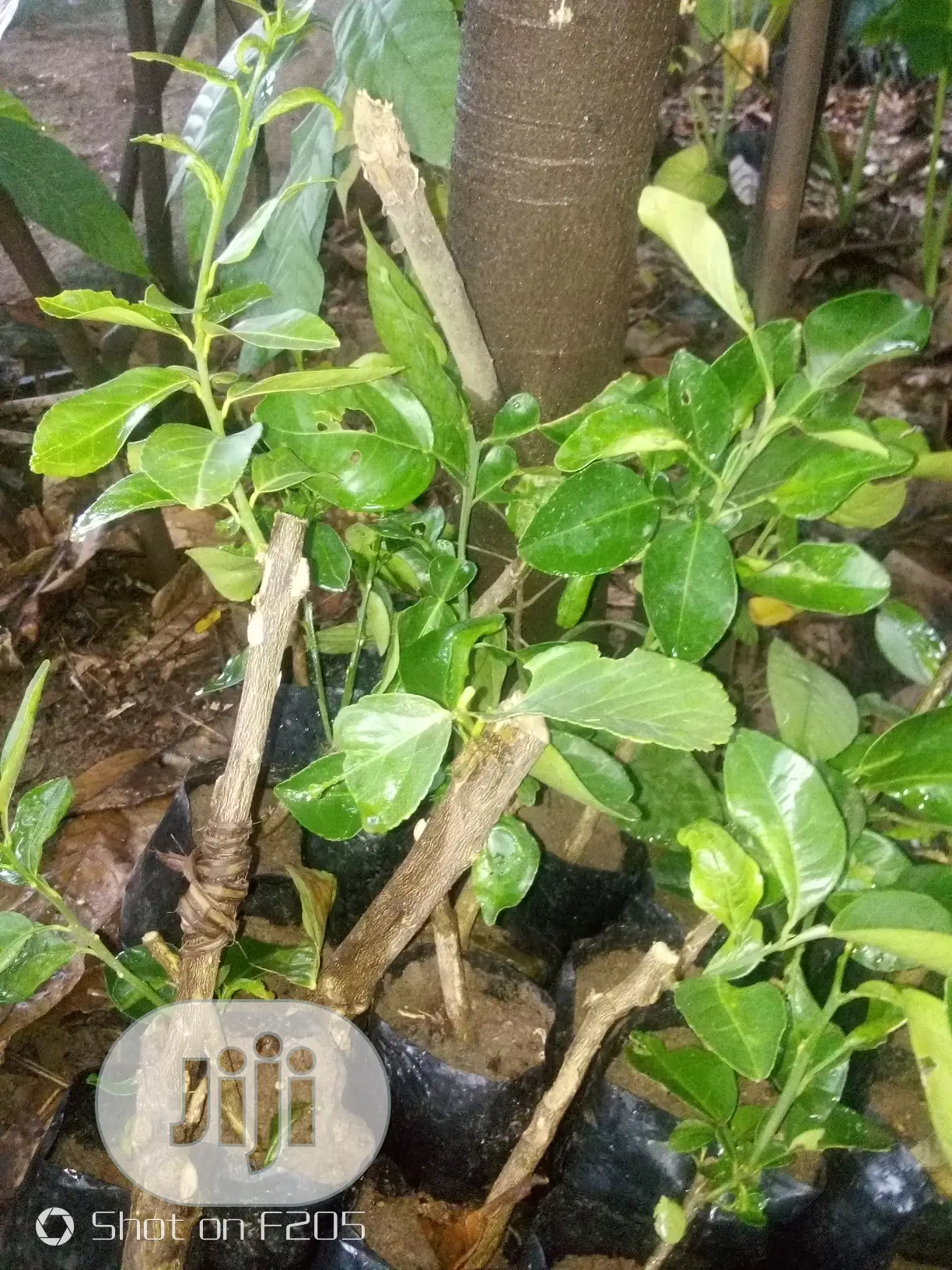 Budded Sweet Orange Seedlings