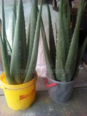 Aloe Vera Plant(Full Bunch With Root).