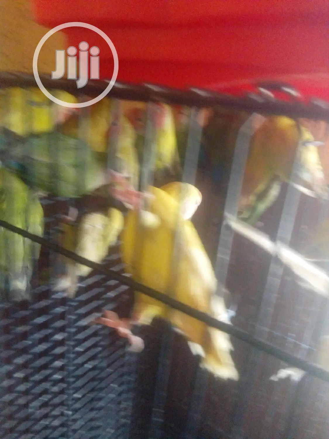 Lovely Foreign Love Birds Is Available