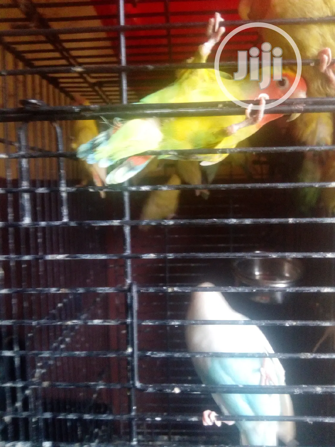 Lovely Foreign Love Birds Is Available