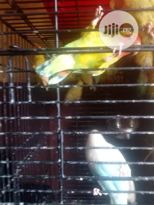Lovely Foreign Love Birds Is Available