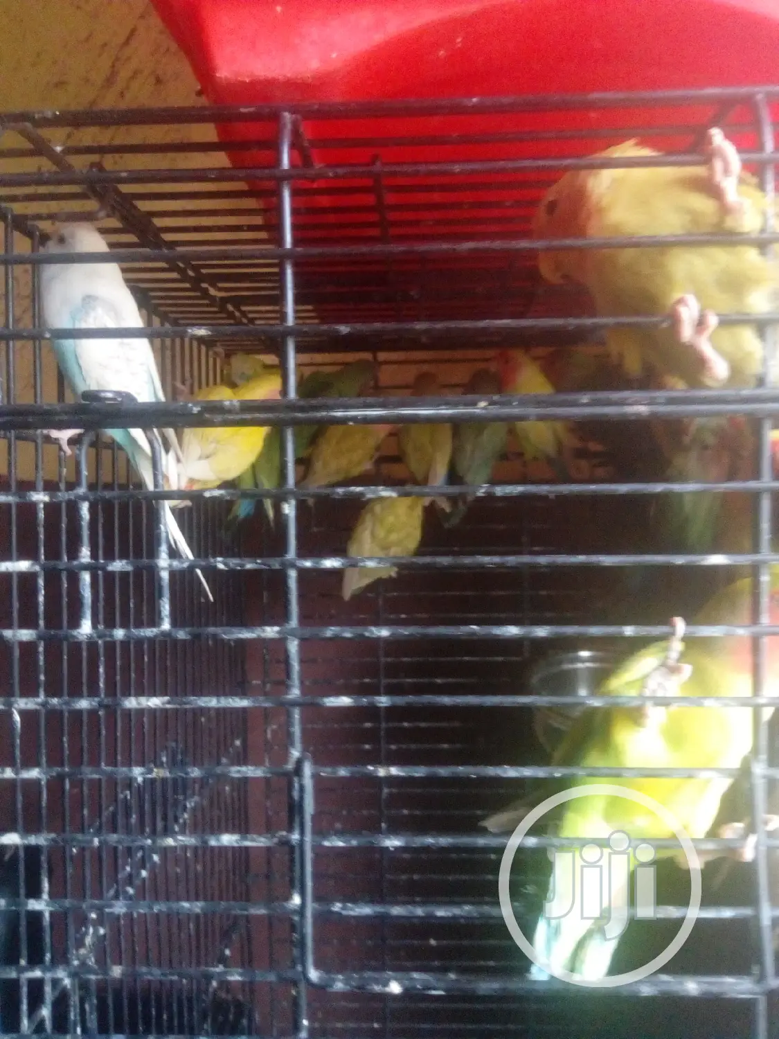 Lovely Foreign Love Birds Is Available