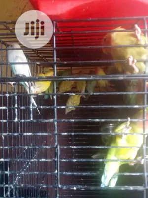 Lovely Foreign Love Birds Is Available