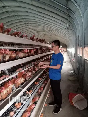 Battery Cage China Factory Poultry Battery Cages
