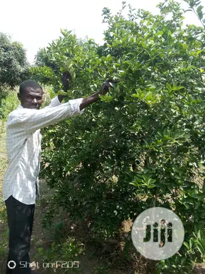 Budded Lemon Seedlings